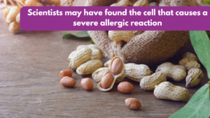 Scientists may have found the cell that causes severe allergic reaction.