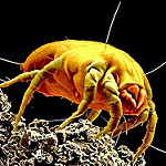Dust Mites