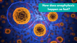 How does anaphylaxis happen so fast?