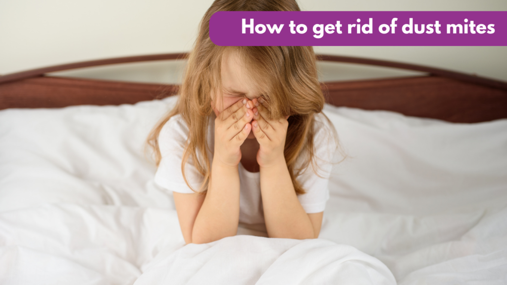 How to get rid of dust mites